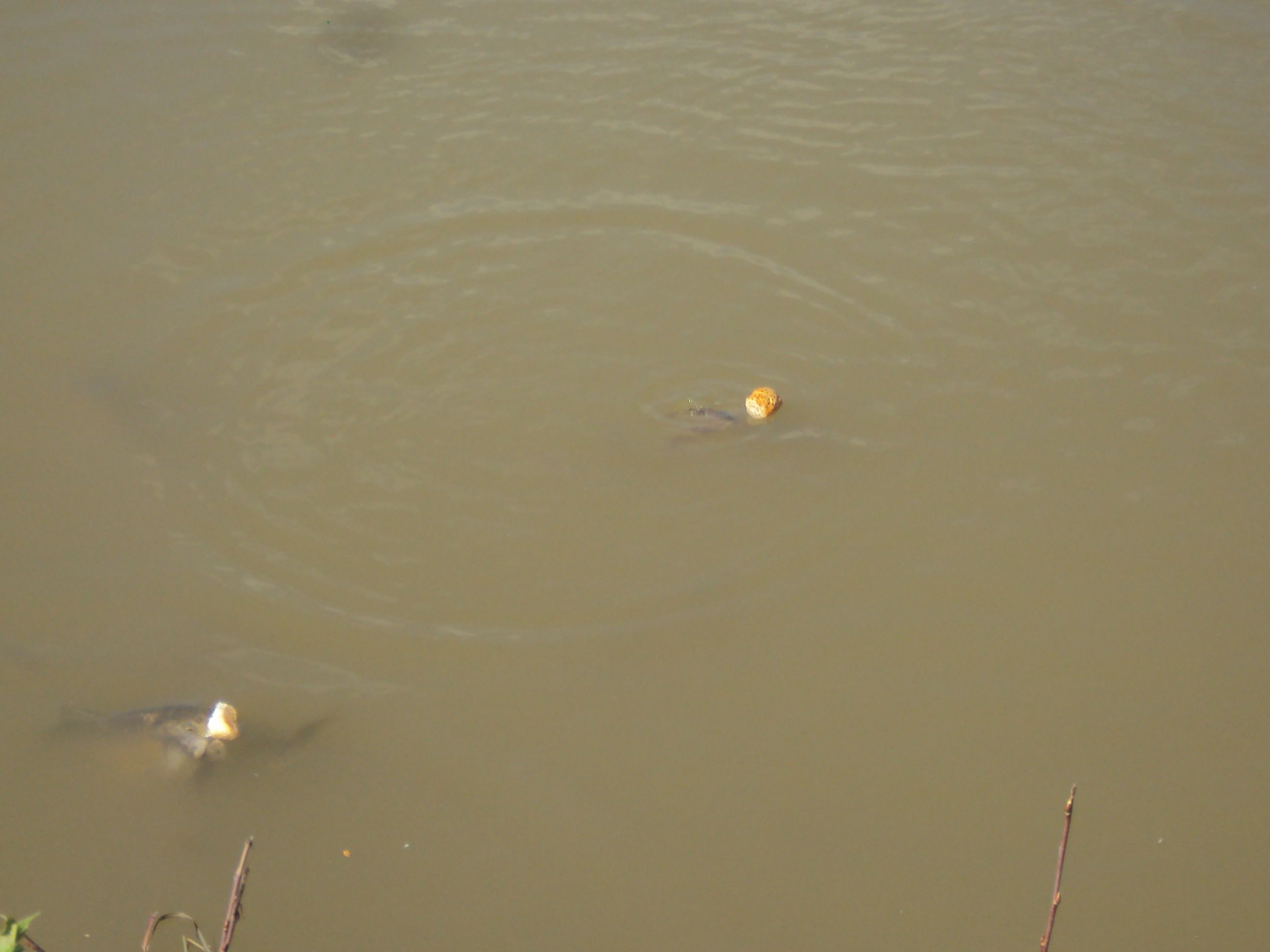 image037